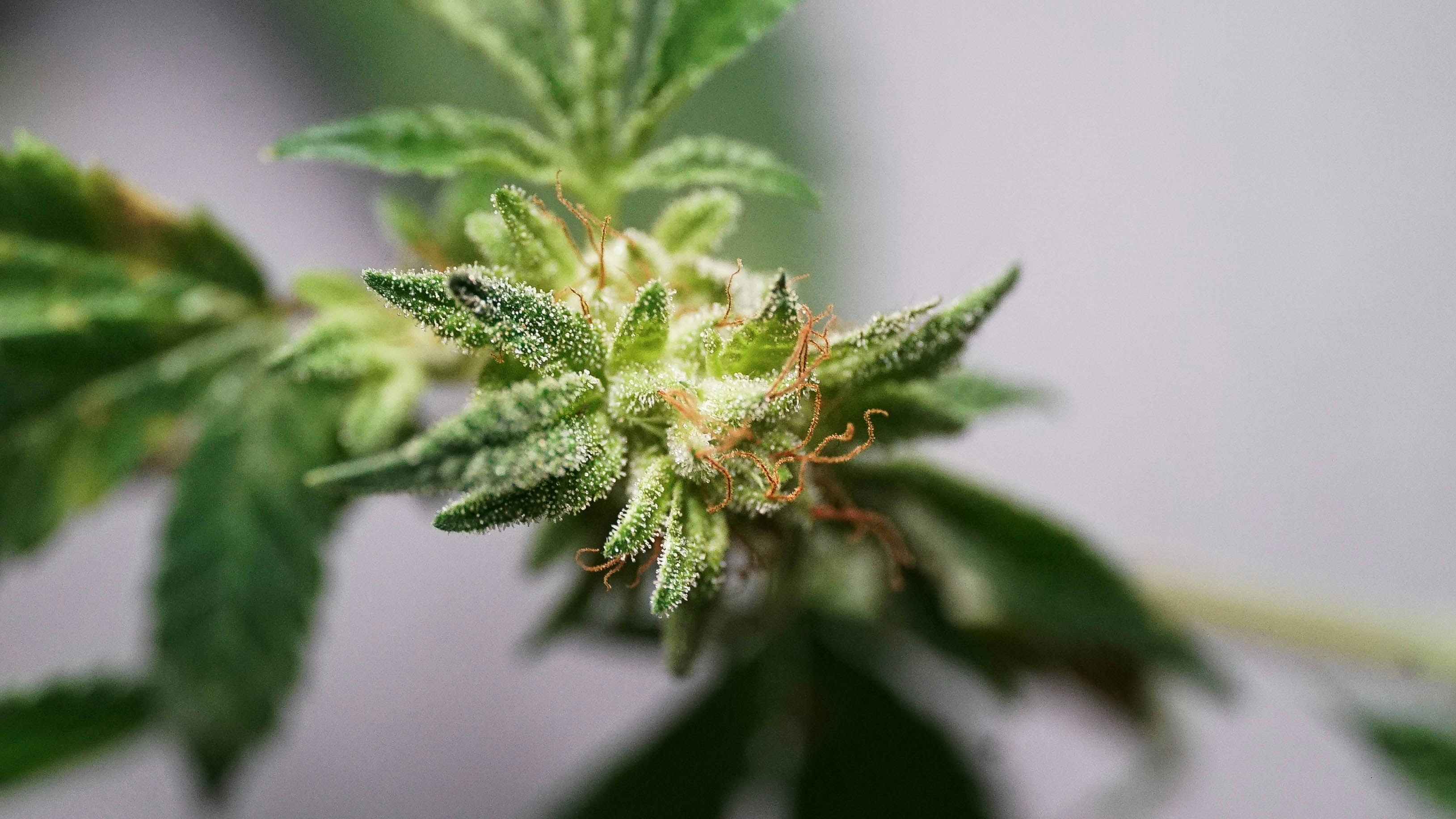 How to Find THCA Flower Strains for You