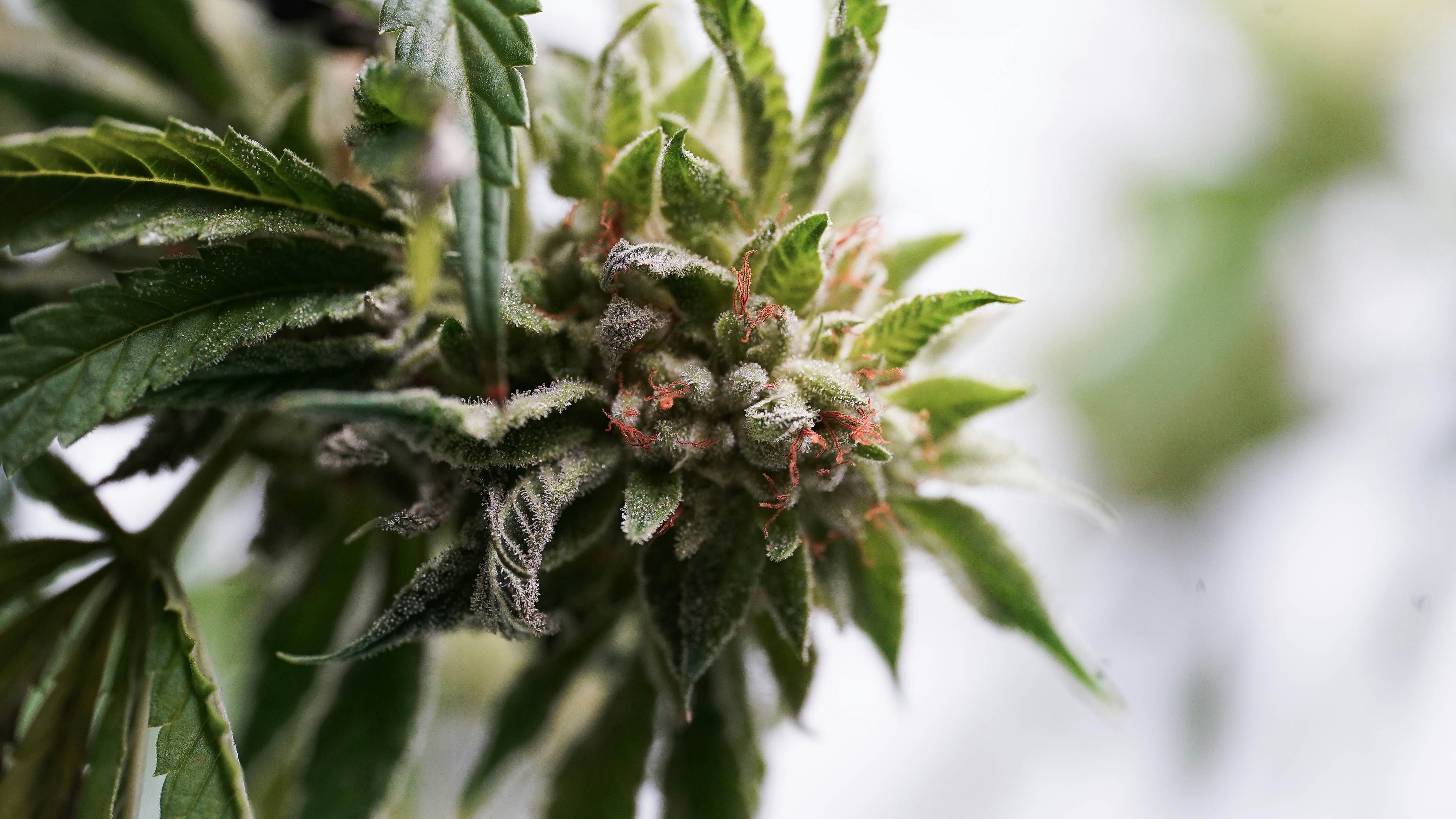 Decarboxylation 101: How THCA Turns to THC