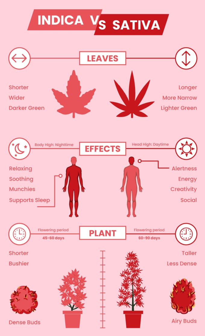 Indica vs Sativa vs Hybrid: Choosing Your Cannabis Strain