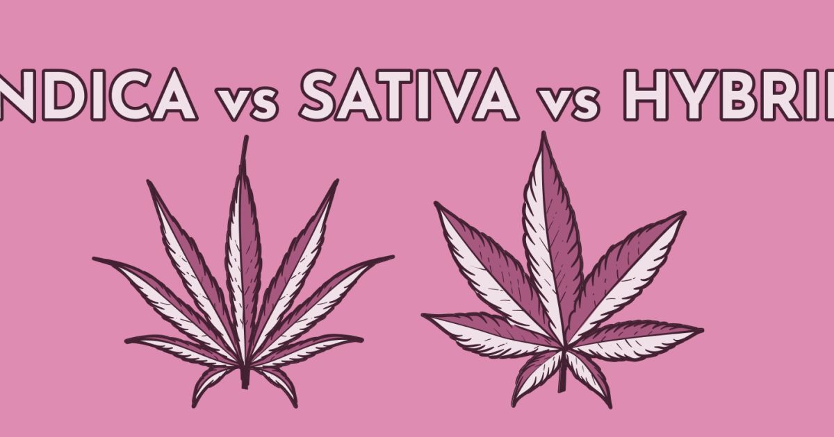 Indica Vs Sativa Vs Hybrid: Choosing Your Cannabis Strain