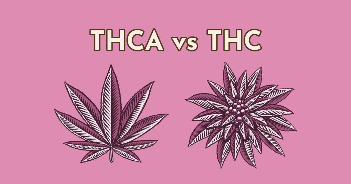 Understanding THCA Vs THC: What Is THCA?